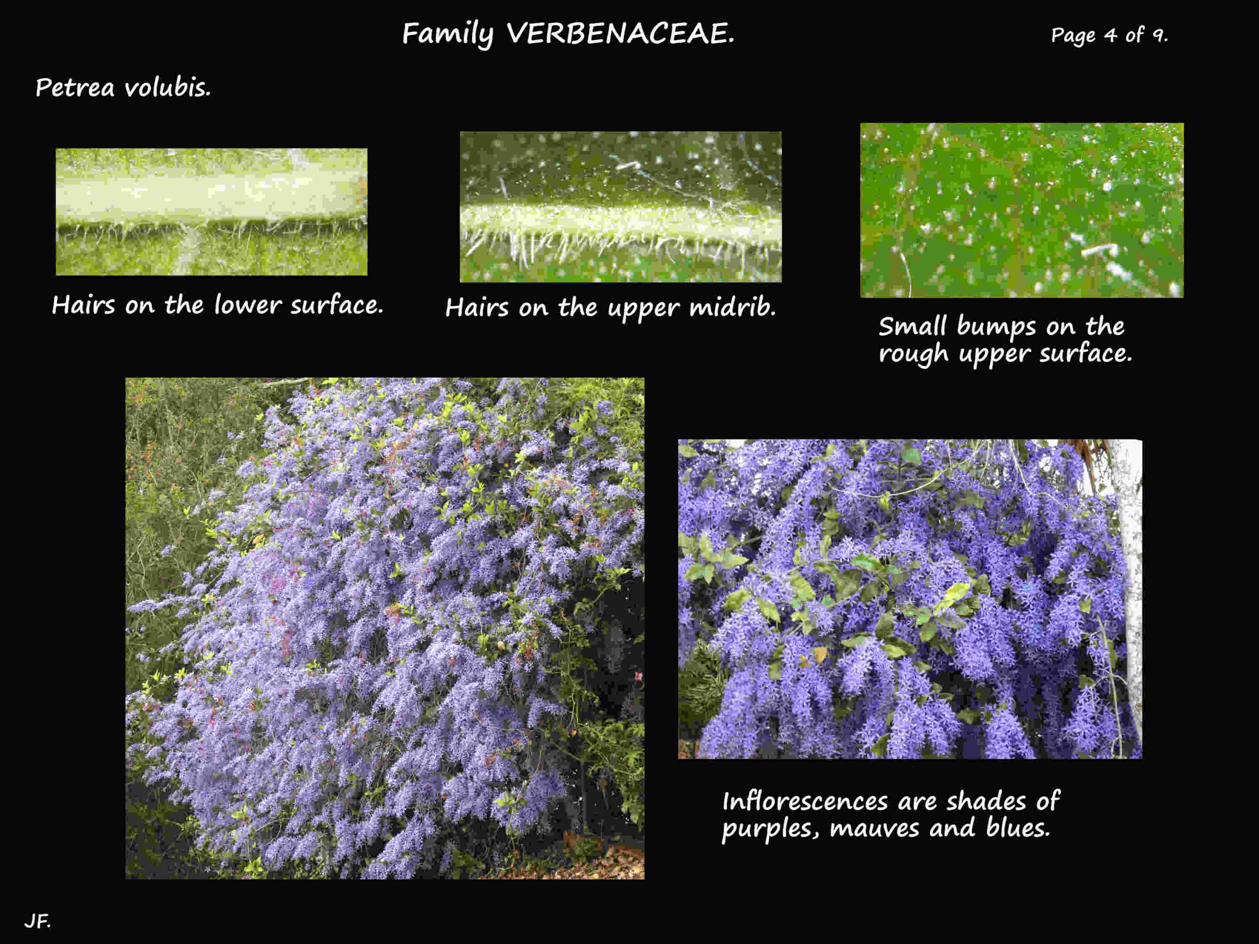 4 Petrea volubis leaf hairs